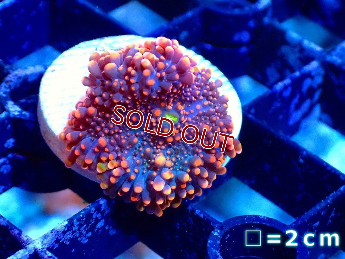 画像1: 【サンゴ】【通販】バブルディスクコーラルsp.（Orange)（個体販売）No.1（生体）（サンゴ） (1)