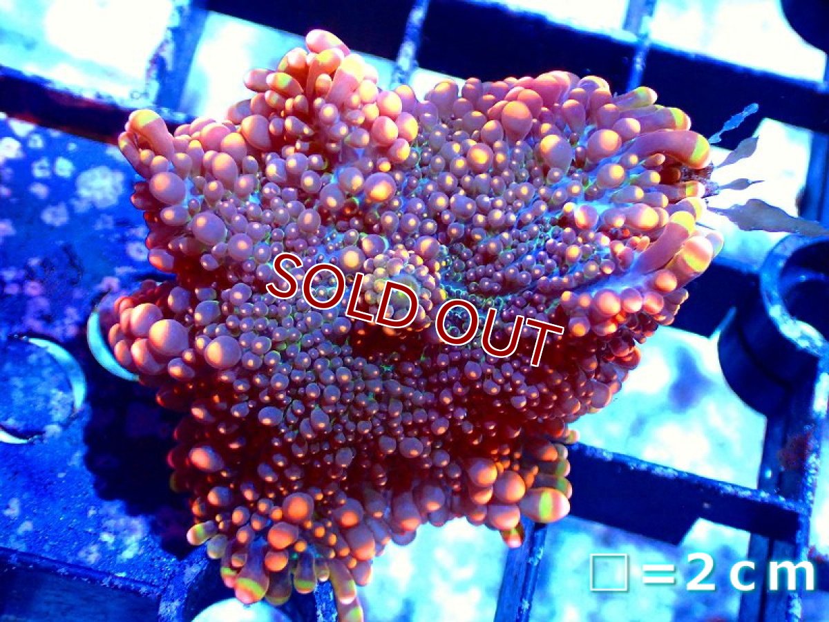画像1: 【サンゴ】【通販】バブルディスクコーラルsp.（Orange)（個体販売）No.3（生体）（サンゴ） (1)