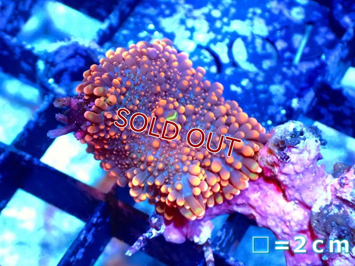 画像1: 【サンゴ】【通販】バブルディスクコーラルsp.（Orange)（個体販売）No.6（生体）（サンゴ） (1)