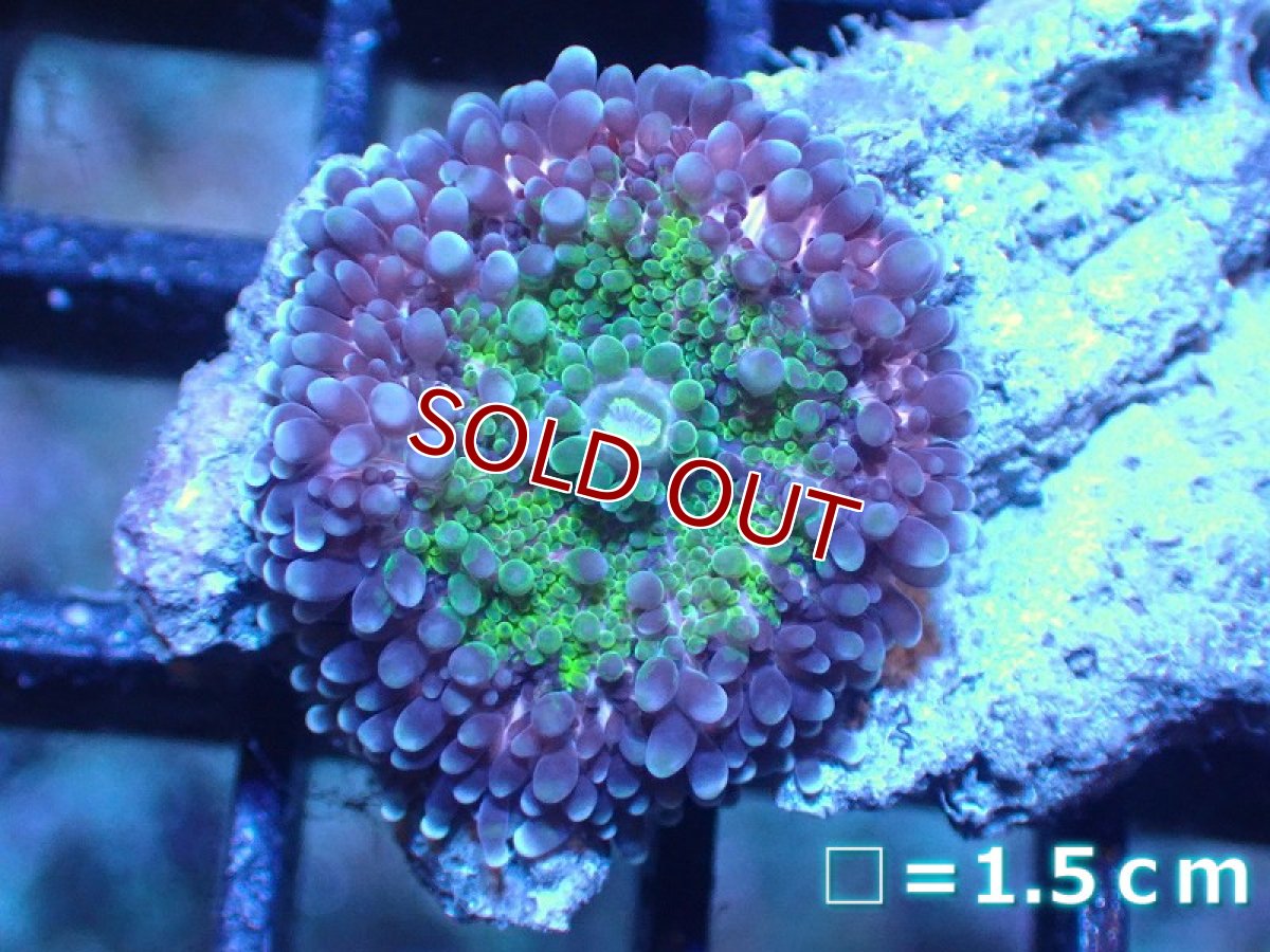 画像1: 【サンゴ】【通販】バブルディスクコーラル(Special Color)（個体販売）No.2（生体）（サンゴ） (1)