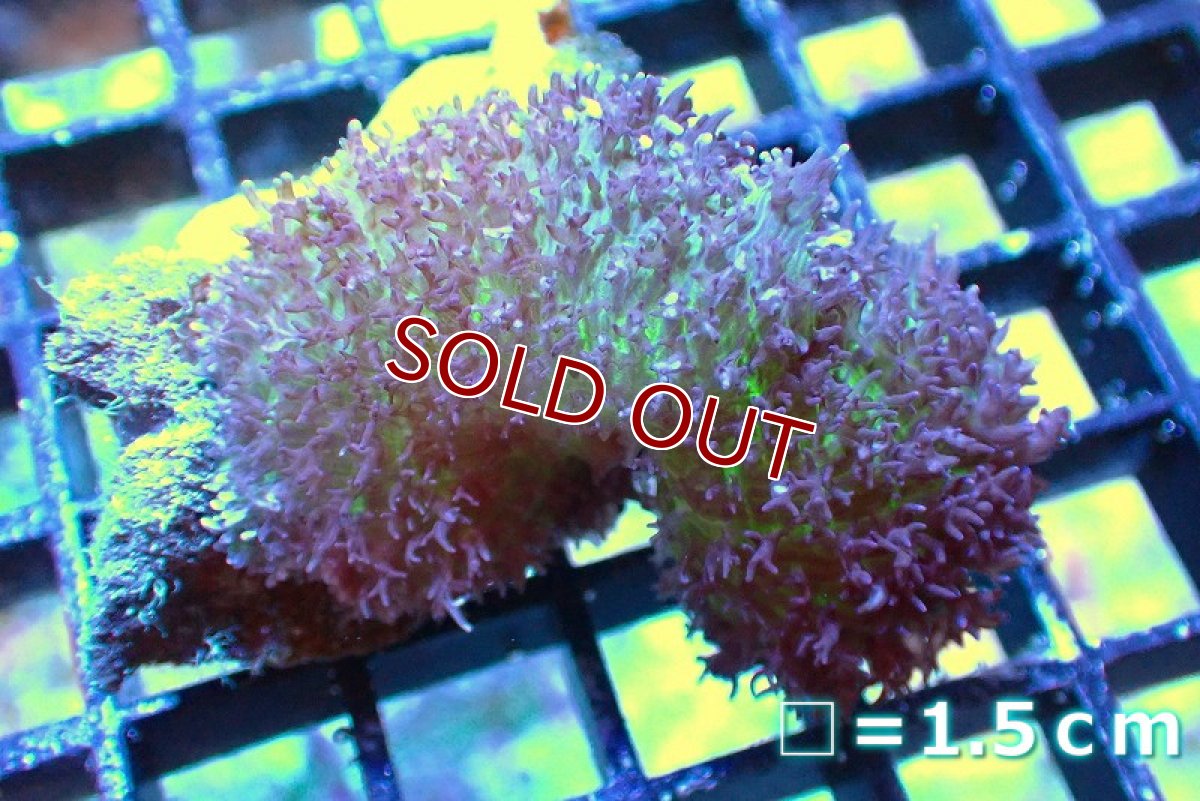 画像1: 【サンゴ】【通販】ヘアリーディスクコーラルsp. (Green)（個体販売）No.1（生体）（サンゴ） (1)
