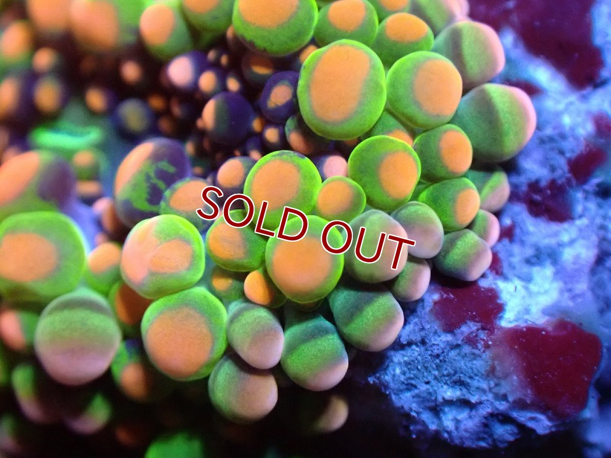 画像2: 【サンゴ】【通販】バブルディスクコーラルsp.(Multi Color）（個体販売）No.2（生体）（サンゴ） (2)