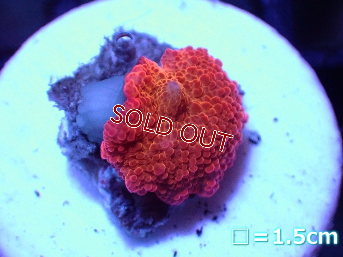 画像1: 【サンゴ】【通販】Solid Red ディスクコーラル（フラグ）（個体販売）No.10（生体）（サンゴ） (1)