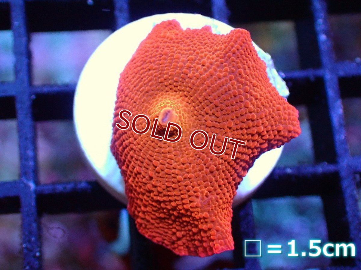画像1: 【サンゴ】【通販】Solid Red ディスクコーラル（フラグ）（個体販売）No.17（生体）（サンゴ） (1)