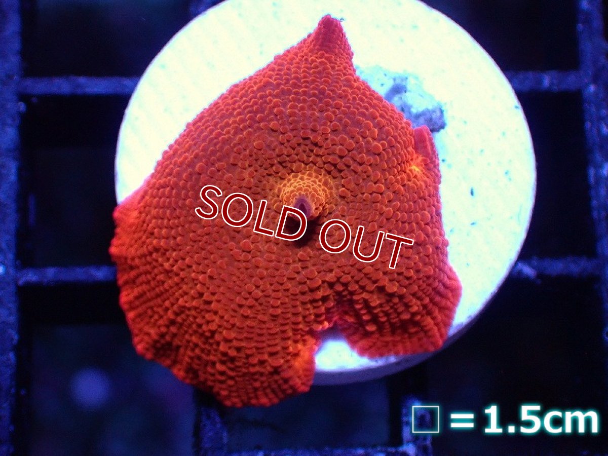画像1: 【サンゴ】【通販】Solid Red ディスクコーラル（フラグ）（個体販売）No.23（生体）（サンゴ） (1)