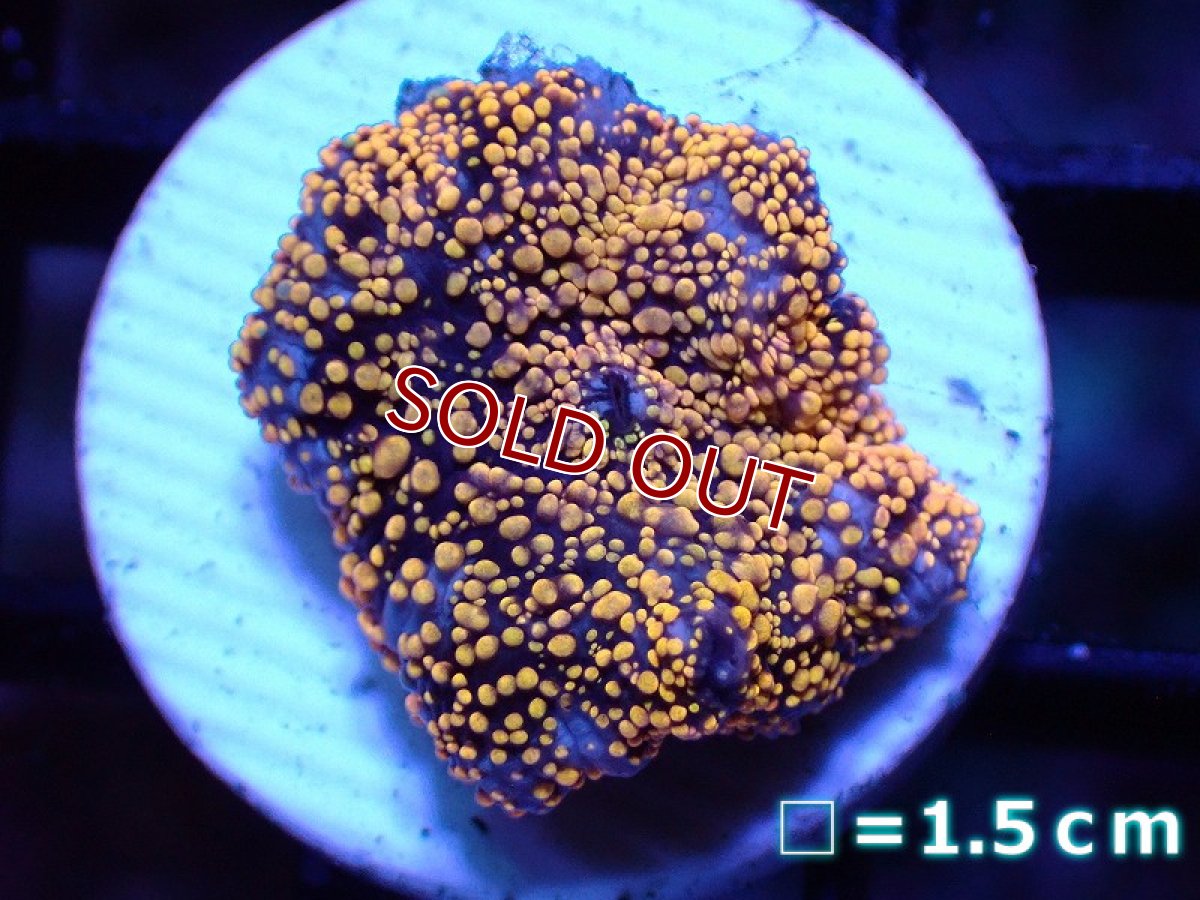 画像1: 【サンゴ】【通販】【オーストラリア産】ディスクコーラルsp. (Interstellar)（個体販売）No.1（生体）（サンゴ） (1)