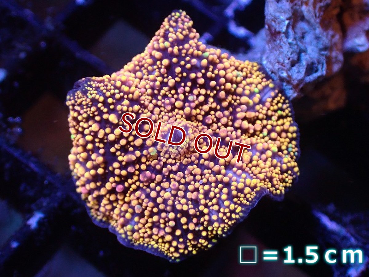 画像1: 【サンゴまとめ買い割引き10％〜20%OFF対象商品】【サンゴ】【通販】【オーストラリア産】ディスクコーラルsp. (Interstellar)（個体販売）No.5（生体）（サンゴ） (1)