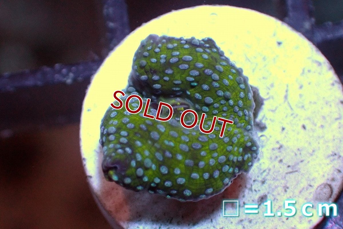 画像1: 【サンゴ】【通販】ディスクコーラルsp. (Special Color/フラグ）（個体販売）No.12（生体）（サンゴ） (1)