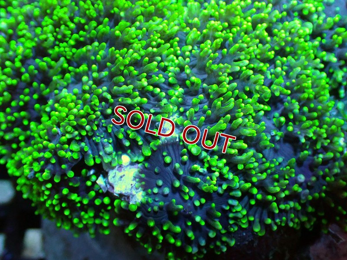 画像2: 【サンゴ】【通販】ヘアリーディスクコーラル（Metallic Green)（個体販売）(±10ｃｍ）No.1（生体）（サンゴ） (2)