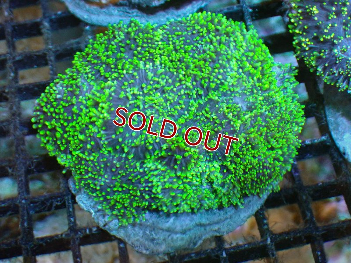 画像1: 【サンゴ】【通販】ヘアリーディスクコーラル（Metallic Green)（個体販売）(±10ｃｍ）No.2（生体）（サンゴ） (1)