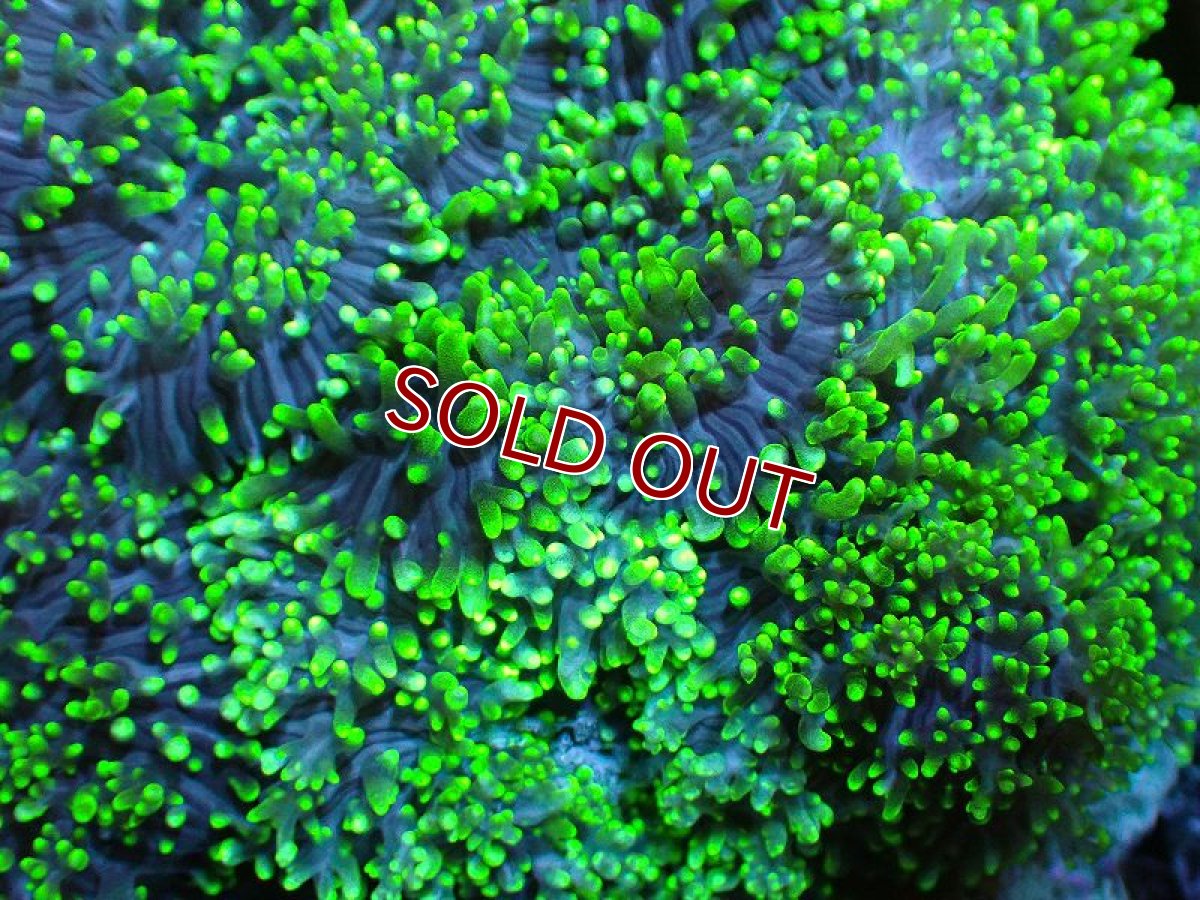 画像2: 【サンゴ】【通販】ヘアリーディスクコーラル（Metallic Green)（個体販売）(±10ｃｍ）No.2（生体）（サンゴ） (2)