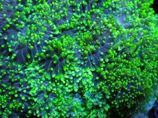 画像2: 【サンゴ】【通販】ヘアリーディスクコーラル（Metallic Green)（個体販売）(±10ｃｍ）No.2（生体）（サンゴ） (2)