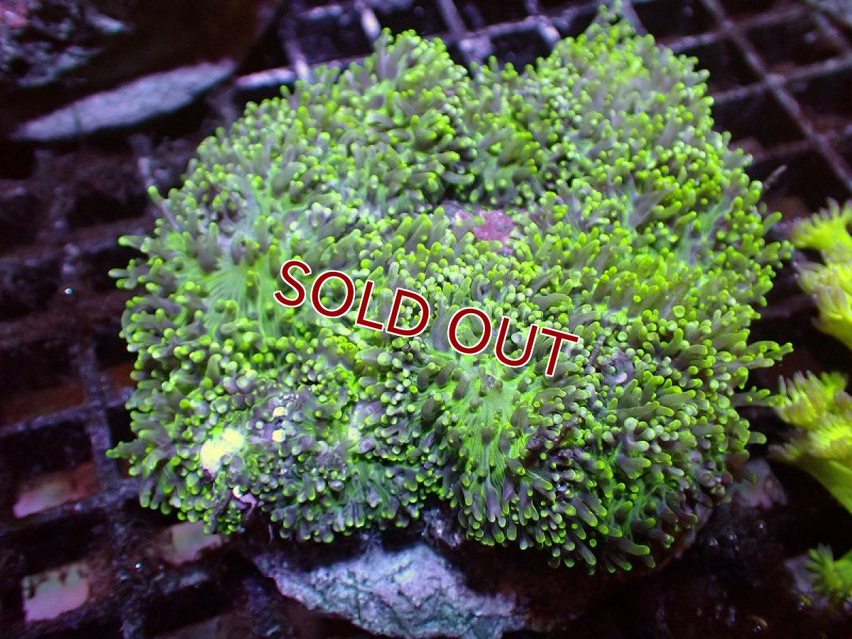 画像1: 【サンゴ】【通販】ヘアリーディスクコーラル（Metallic Green)（個体販売）(±10ｃｍ）No.3（生体）（サンゴ） (1)