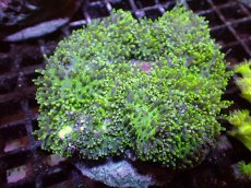 画像1: 【サンゴ】【通販】ヘアリーディスクコーラル（Metallic Green)（個体販売）(±10ｃｍ）No.3（生体）（サンゴ） (1)