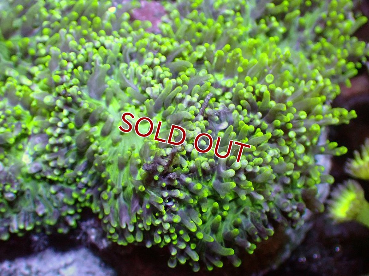 画像2: 【サンゴ】【通販】ヘアリーディスクコーラル（Metallic Green)（個体販売）(±10ｃｍ）No.3（生体）（サンゴ） (2)