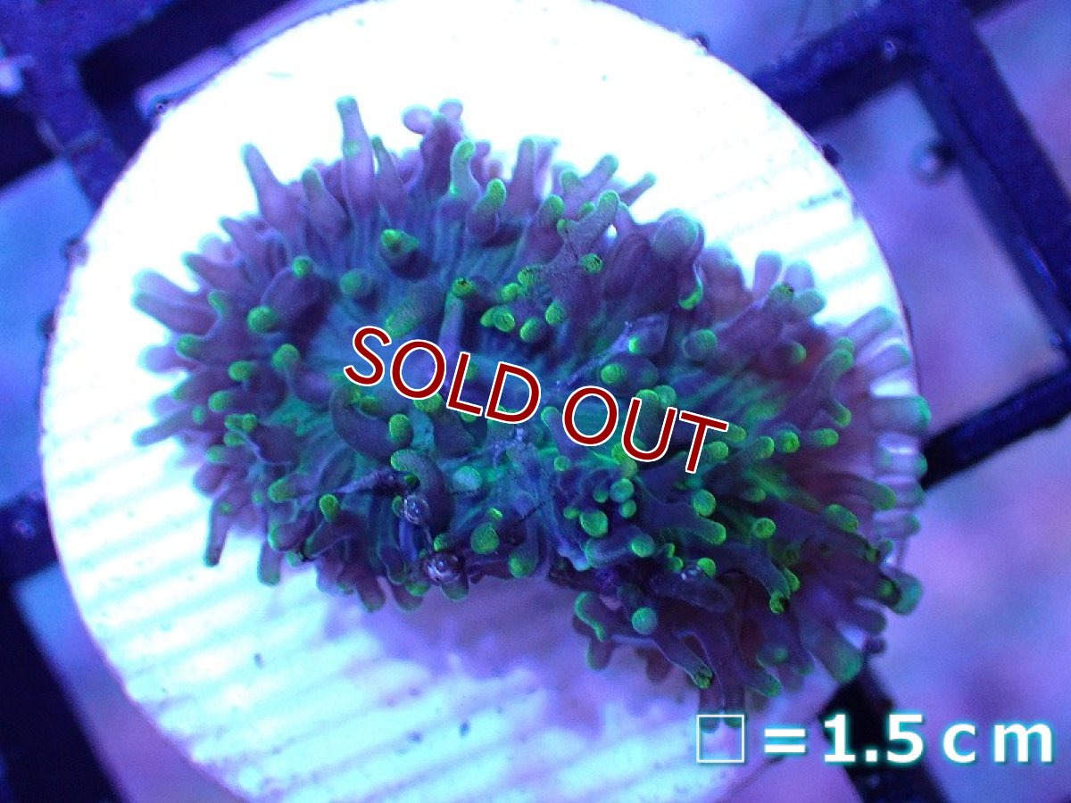 画像1: 【サンゴ】【通販】フラグ ヘアリーディスクコーラル（Metallic Green)（個体販売）No.2（生体）（サンゴ） (1)