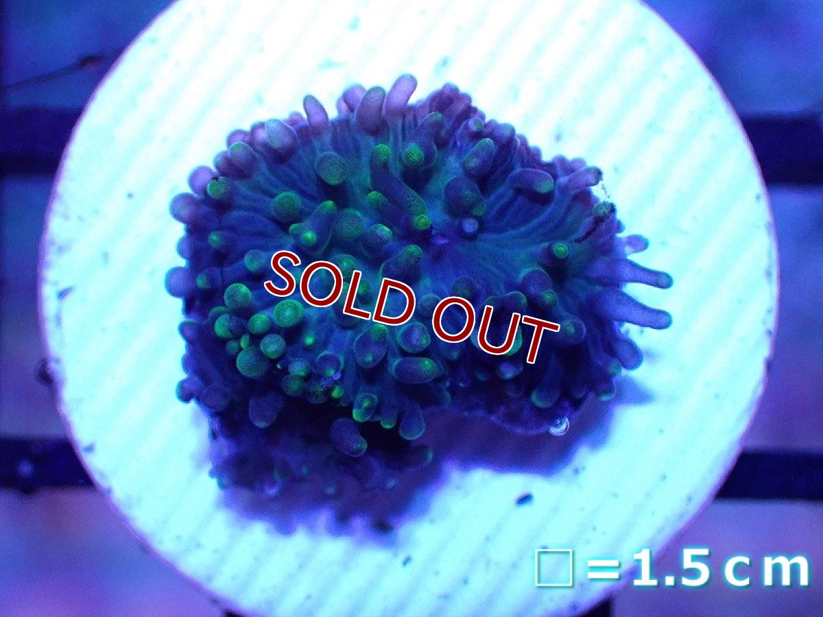 画像1: 【サンゴ】【通販】フラグ ヘアリーディスクコーラル（Metallic Green)（個体販売）No.3（生体）（サンゴ） (1)