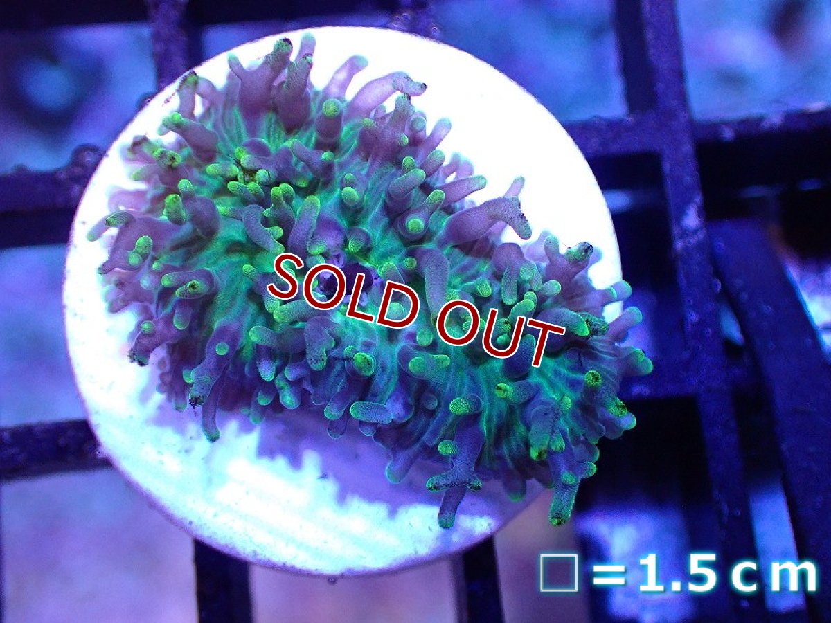 画像1: 【サンゴ】【通販】フラグ ヘアリーディスクコーラル（Metallic Green)（個体販売）No.6（生体）（サンゴ） (1)