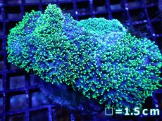 画像1: 【サンゴ】【通販】ヘアリーディスクコーラル（Metallic Green)（個体販売）(±10ｃｍ）No.5（生体）（サンゴ） (1)