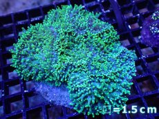 画像1: 【サンゴ】【通販】ヘアリーディスクコーラル（Metallic Green)（個体販売）(±10ｃｍ）No.6（生体）（サンゴ） (1)