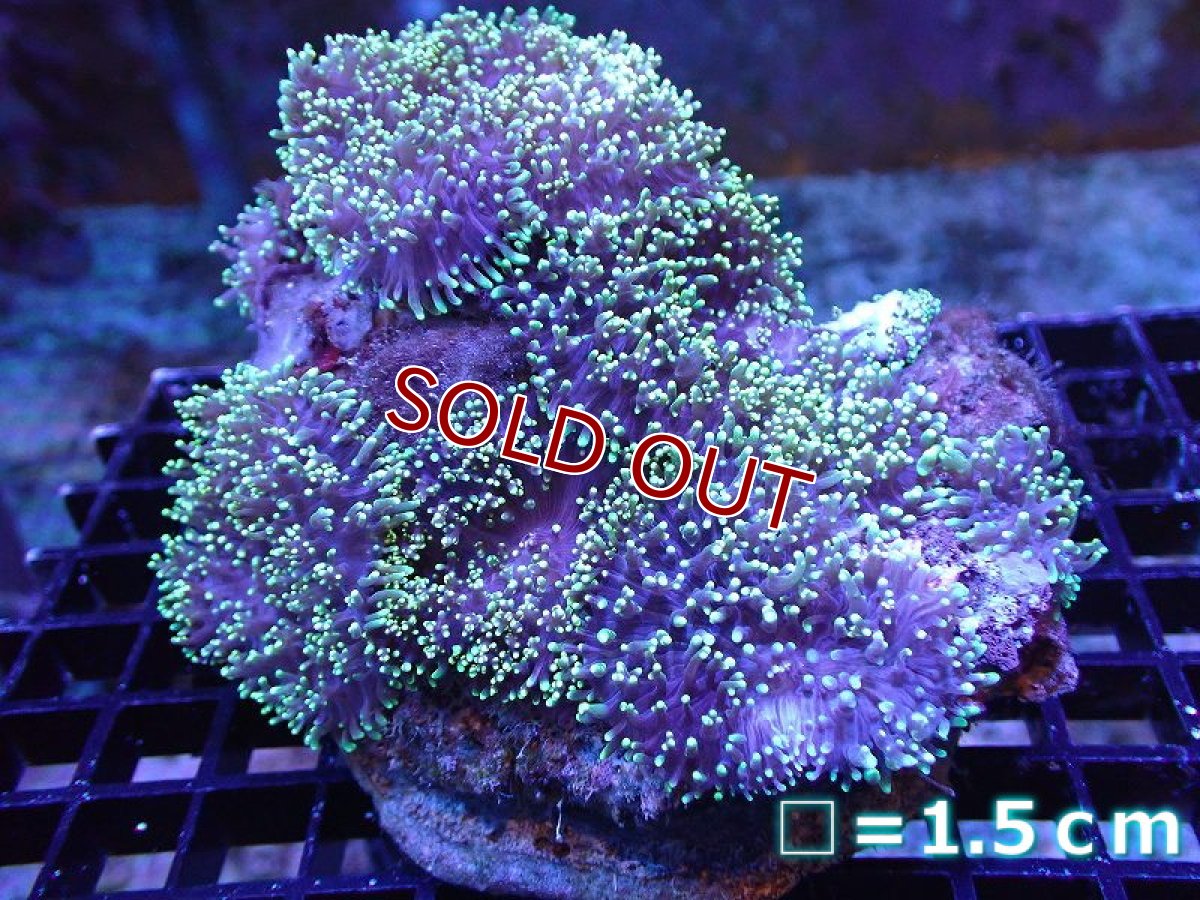 画像1: 【サンゴ】【通販】ヘアリーディスクコーラル（Metallic Green)（個体販売）(±10ｃｍ）No.7（生体）（サンゴ） (1)