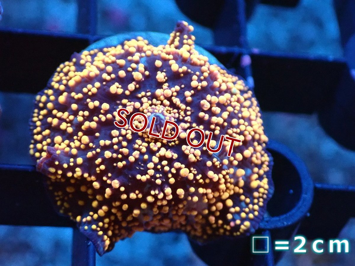 画像1: 【サンゴ】【通販】【オーストラリア産】ディスクコーラルsp. (Interstellar)（個体販売）No.6（生体）（サンゴ） (1)