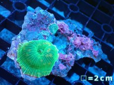 画像2: 【サンゴ】【通販】グリーンストライプディスクsp.（個体販売）（生体）（サンゴ） (2)