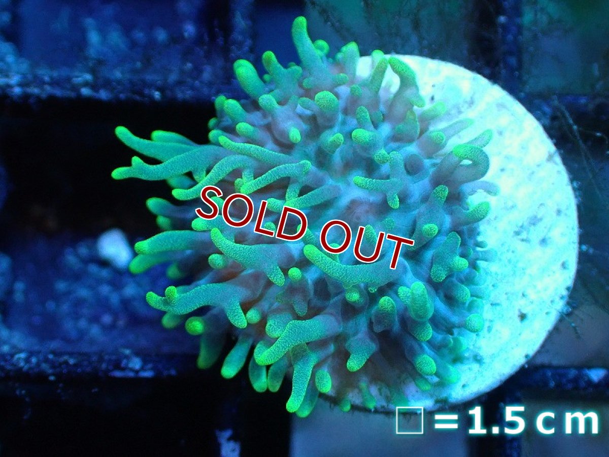 画像1: 【サンゴ】【通販】フラグヘアリーディスクコーラル（Metallic Green)（個体販売）No.1（生体）（サンゴ） (1)