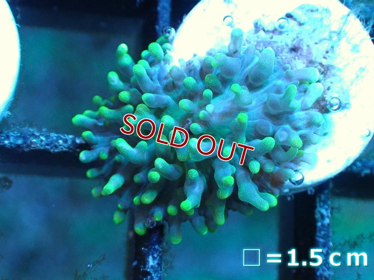 画像1: 【サンゴ】【通販】フラグヘアリーディスクコーラル（Metallic Green)（個体販売）No.3（生体）（サンゴ） (1)