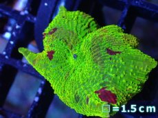 画像1: 【送料無料対象商品】【サンゴ】【通販】ジョーブレイカーディスクコーラル（個体販売）No.1（生体）（サンゴ） (1)