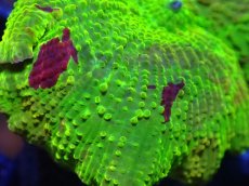 画像2: 【送料無料対象商品】【サンゴ】【通販】ジョーブレイカーディスクコーラル（個体販売）No.1（生体）（サンゴ） (2)