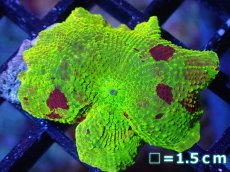 画像1: 【送料無料対象商品】【サンゴ】【通販】ジョーブレイカーディスクコーラル（個体販売）No.2（生体）（サンゴ） (1)