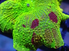 画像2: 【送料無料対象商品】【サンゴ】【通販】ジョーブレイカーディスクコーラル（個体販売）No.2（生体）（サンゴ） (2)