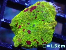 画像1: 【送料無料対象商品】【サンゴ】【通販】ジョーブレイカーディスクコーラル（個体販売）No.3（生体）（サンゴ） (1)