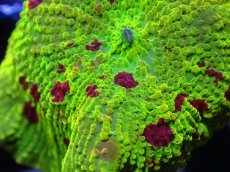 画像2: 【送料無料対象商品】【サンゴ】【通販】ジョーブレイカーディスクコーラル（個体販売）No.3（生体）（サンゴ） (2)