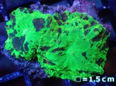 画像1: 【送料無料対象商品】【サンゴ】【通販】ジョーブレイカーディスクコーラル（個体販売）No.4（生体）（サンゴ） (1)