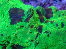 画像2: 【送料無料対象商品】【サンゴ】【通販】ジョーブレイカーディスクコーラル（個体販売）No.4（生体）（サンゴ） (2)