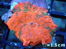 画像1: 【送料無料対象商品】【サンゴ】【通販】キャンディークラッシュディスクコーラル（個体販売）No.1（生体）（サンゴ） (1)