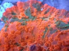 画像2: 【送料無料対象商品】【サンゴ】【通販】キャンディークラッシュディスクコーラル（個体販売）No.1（生体）（サンゴ） (2)