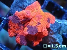 画像1: 【送料無料対象商品】【サンゴ】【通販】キャンディークラッシュディスクコーラル（個体販売）No.2（生体）（サンゴ） (1)