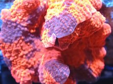 画像2: 【送料無料対象商品】【サンゴ】【通販】キャンディークラッシュディスクコーラル（個体販売）No.2（生体）（サンゴ） (2)