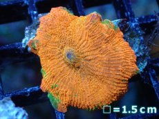 画像1: 【送料無料対象商品】【サンゴ】【通販】キャンディークラッシュディスクコーラル（個体販売）No.3（生体）（サンゴ） (1)