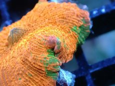 画像2: 【送料無料対象商品】【サンゴ】【通販】キャンディークラッシュディスクコーラル（個体販売）No.3（生体）（サンゴ） (2)