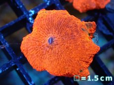 画像1: 【送料無料対象商品】【サンゴ】【通販】キャンディークラッシュディスクコーラル（個体販売）No.4（生体）（サンゴ） (1)