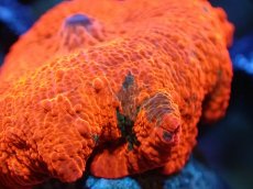 画像2: 【送料無料対象商品】【サンゴ】【通販】キャンディークラッシュディスクコーラル（個体販売）No.4（生体）（サンゴ） (2)