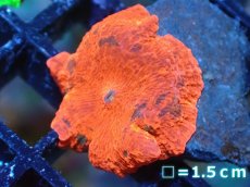 画像1: 【送料無料対象商品】【サンゴ】【通販】キャンディークラッシュディスクコーラル（個体販売）No.5（生体）（サンゴ） (1)