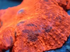 画像2: 【送料無料対象商品】【サンゴ】【通販】キャンディークラッシュディスクコーラル（個体販売）No.5（生体）（サンゴ） (2)