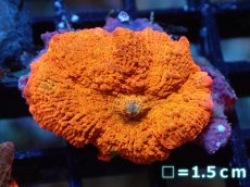 画像1: 【送料無料対象商品】【サンゴ】【通販】キャンディークラッシュディスクコーラル（個体販売）No.6（生体）（サンゴ） (1)