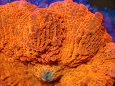 画像2: 【送料無料対象商品】【サンゴ】【通販】キャンディークラッシュディスクコーラル（個体販売）No.6（生体）（サンゴ） (2)