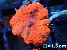 画像1: 【送料無料対象商品】【サンゴ】【通販】キャンディークラッシュディスクコーラル（個体販売）No.7（生体）（サンゴ） (1)